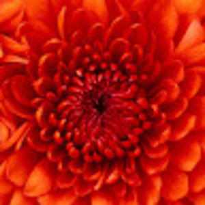 Meet your Posher, Andella2000